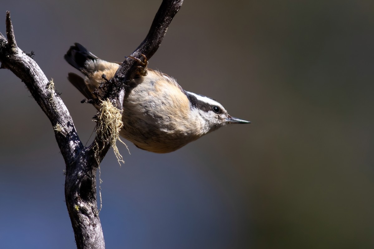 Red-breasted Nuthatch - ML331930751