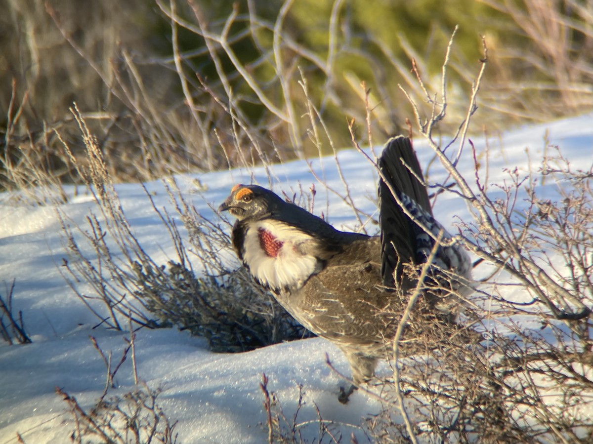 Dusky Grouse - ML331931001