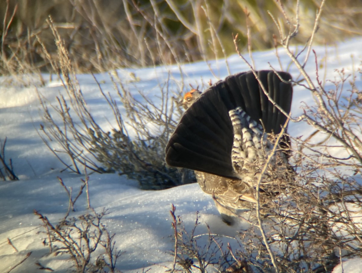 Dusky Grouse - ML331931061