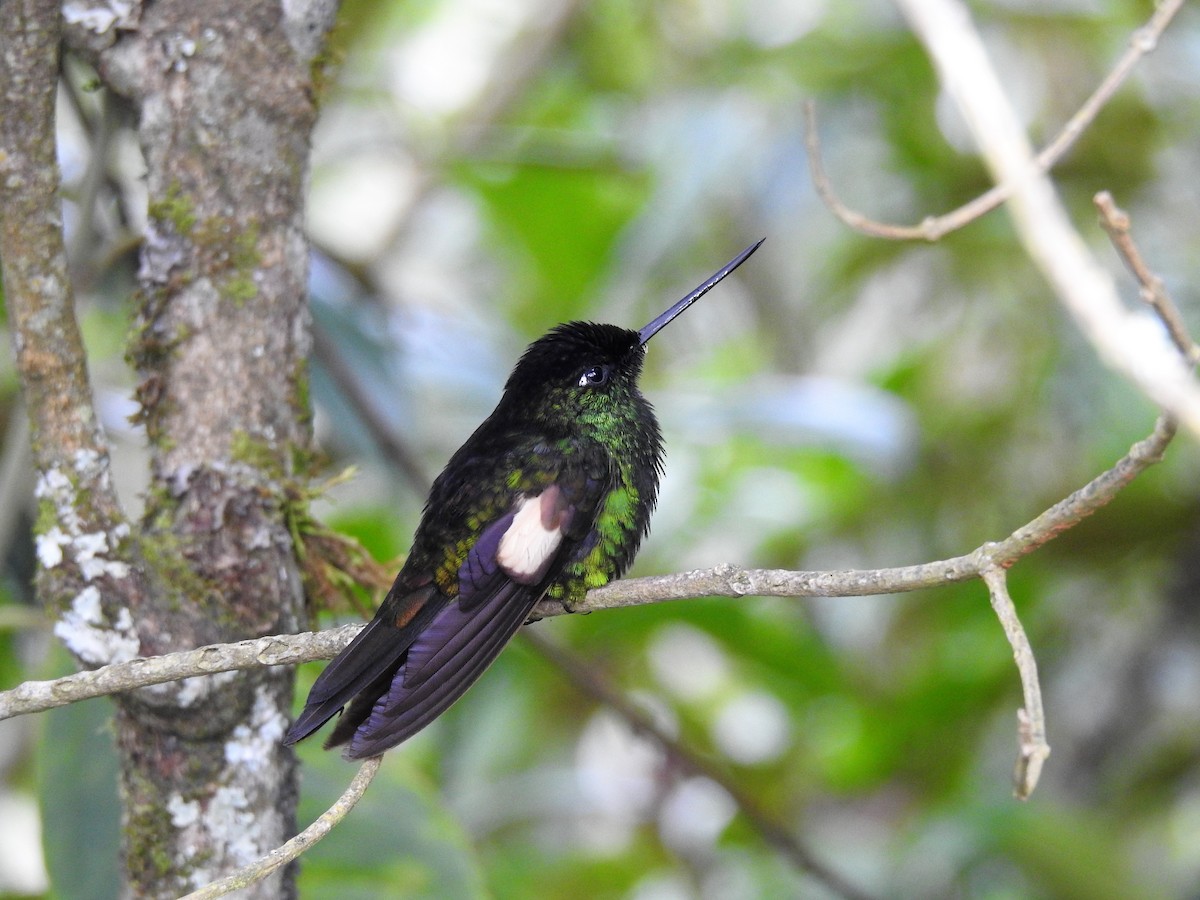 Buff-winged Starfrontlet - ML331931431