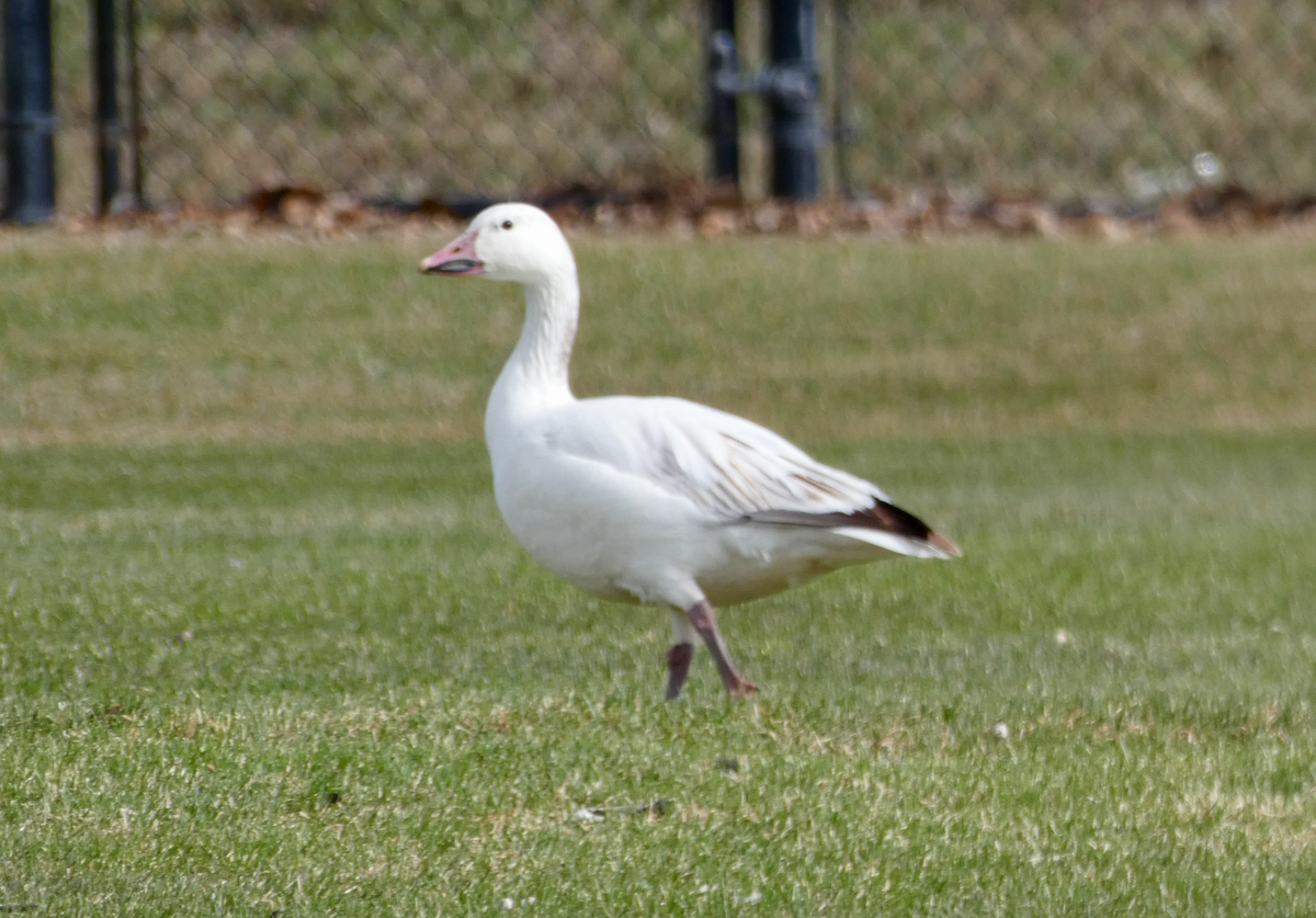 Snow Goose - ML331931691