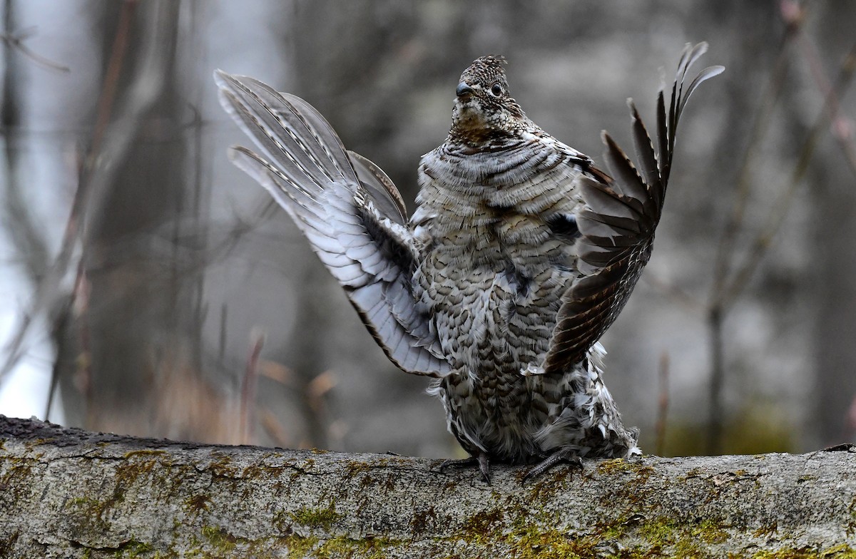 Ruffed Grouse - ML331931941