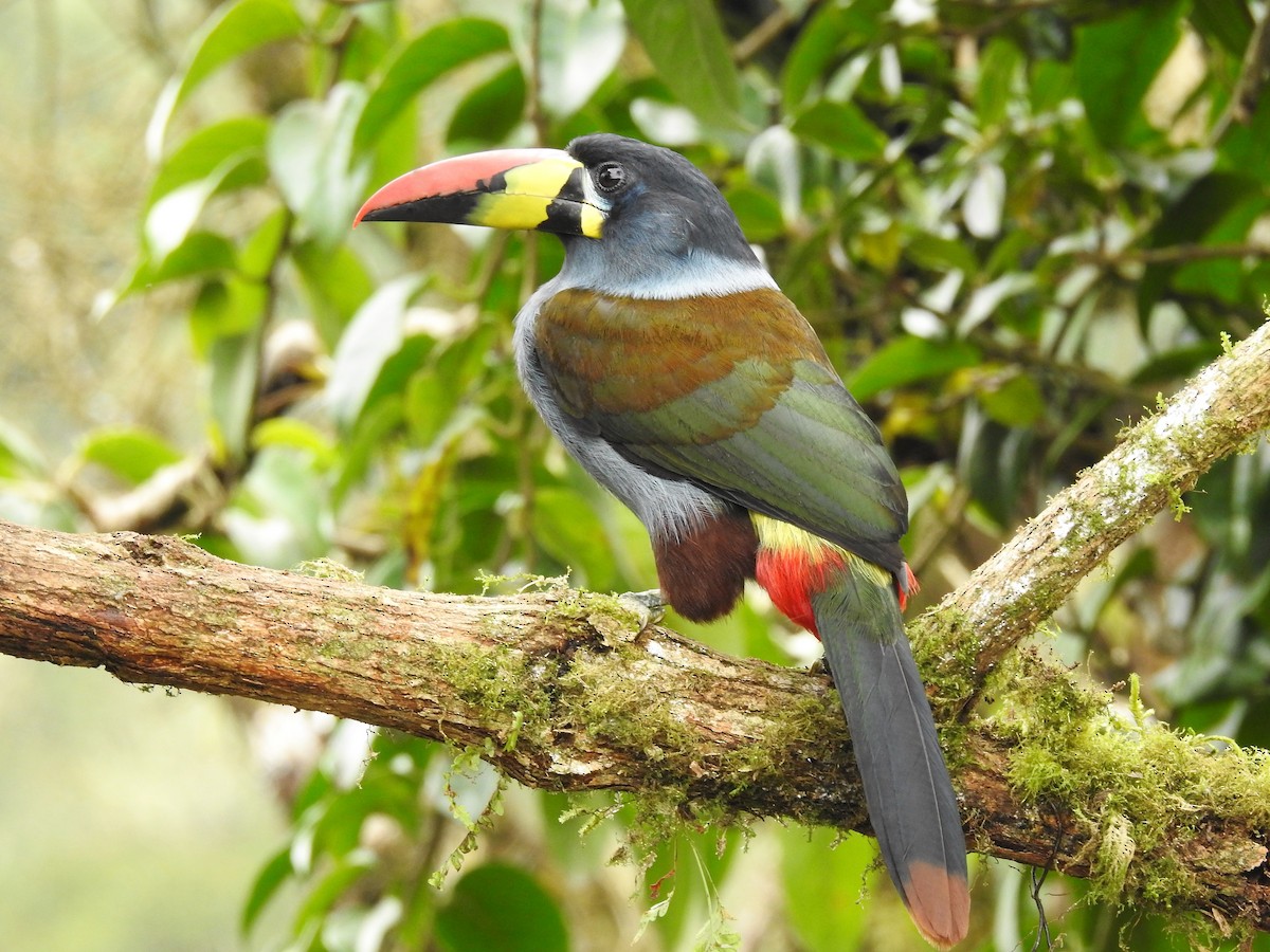 Gray-breasted Mountain-Toucan - ML331931981