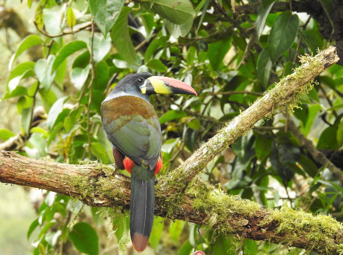 Gray-breasted Mountain-Toucan - ML331931991