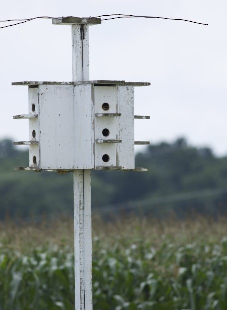 Purple Martin - Mark Martin