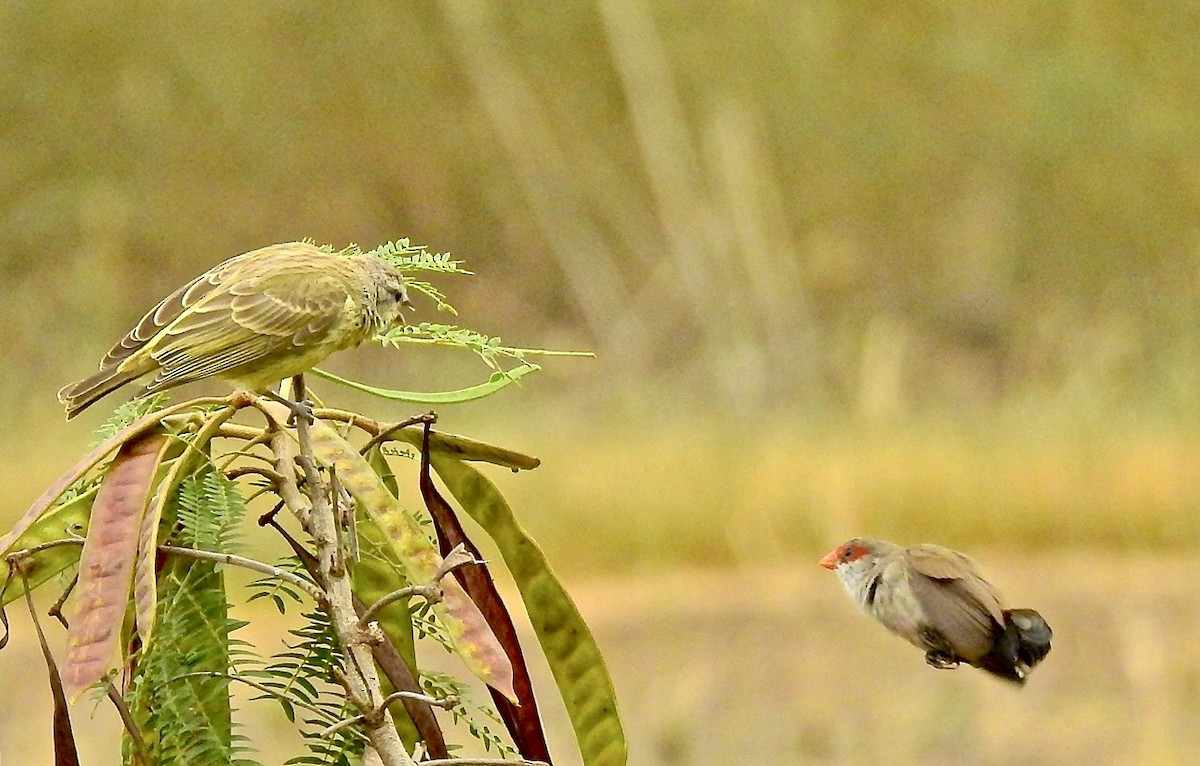 Yellow-fronted Canary - ML331932371