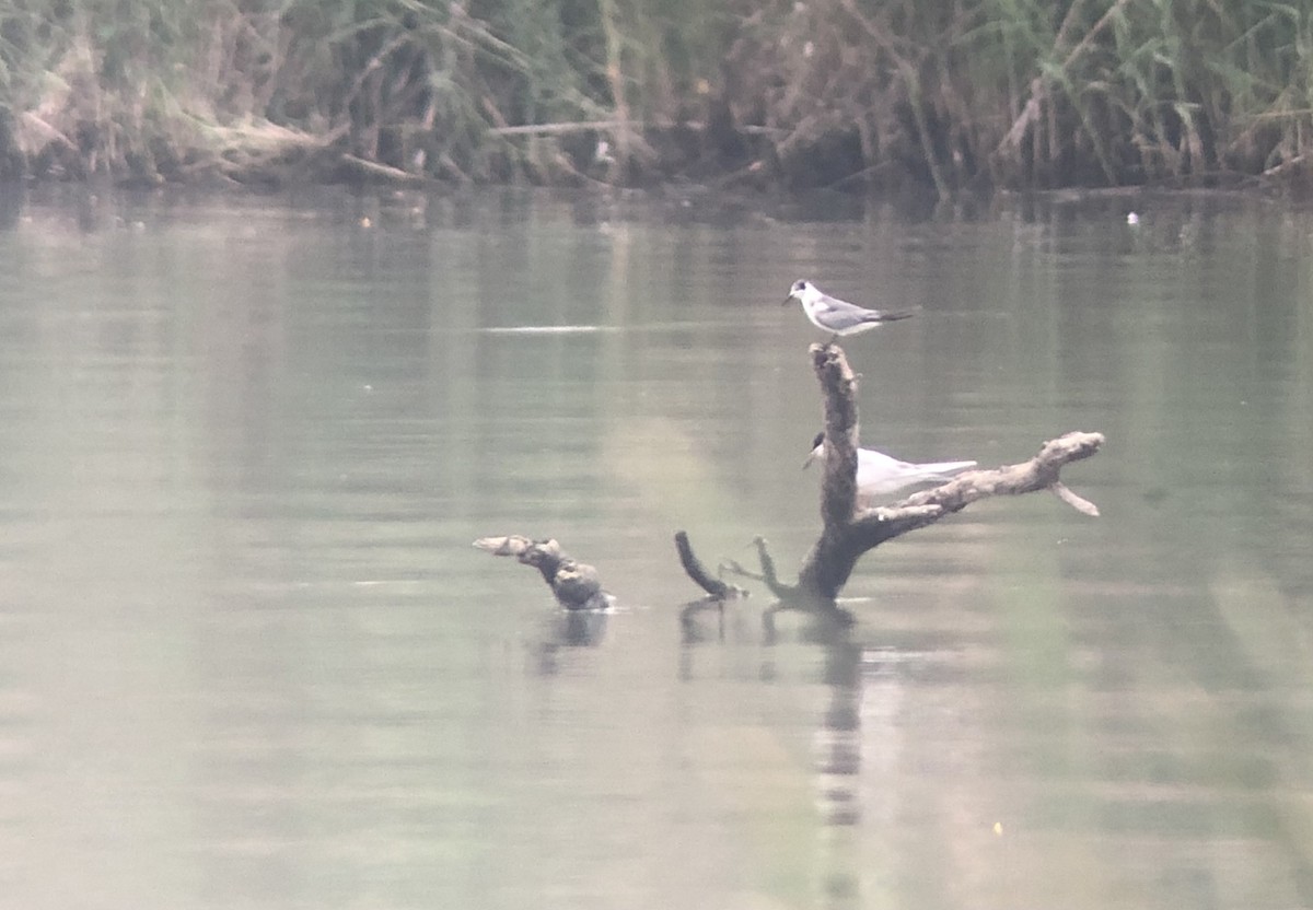 Black Tern - ML331932821