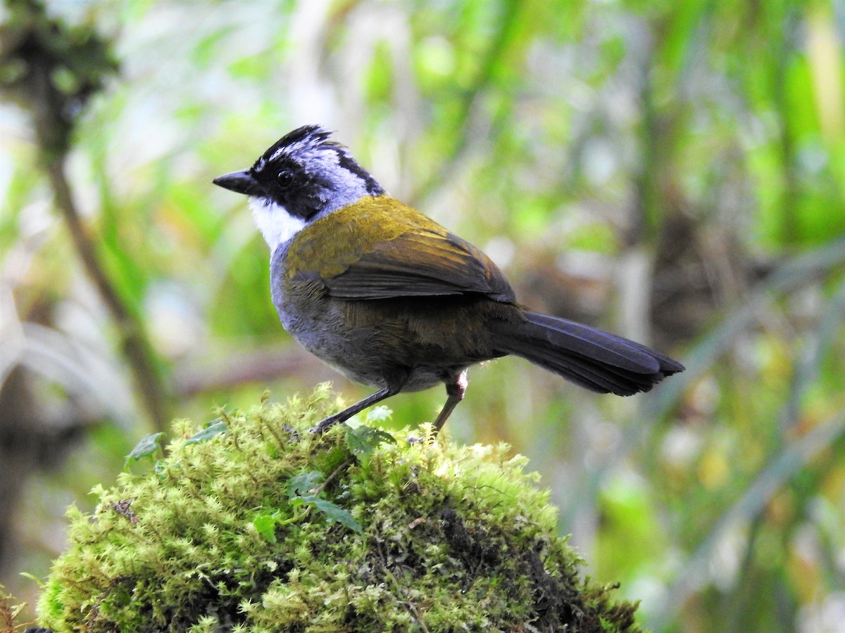 Gray-browed Brushfinch - ML331932961