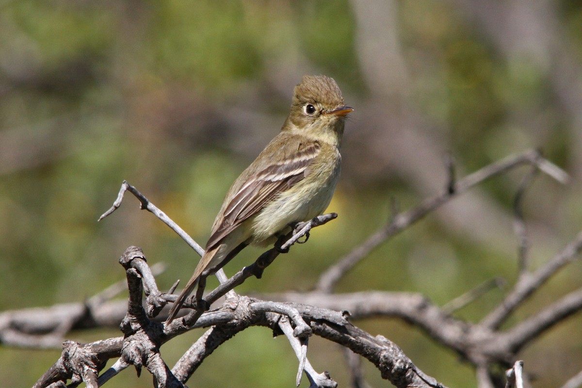 Western Flycatcher (Pacific-slope) - ML331933041