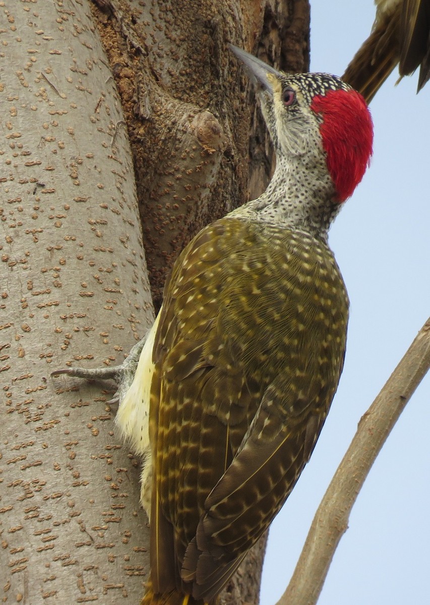 Fine-spotted Woodpecker - ML331933931