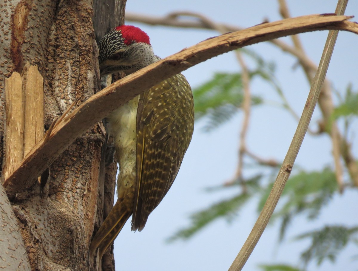 Fine-spotted Woodpecker - ML331933971