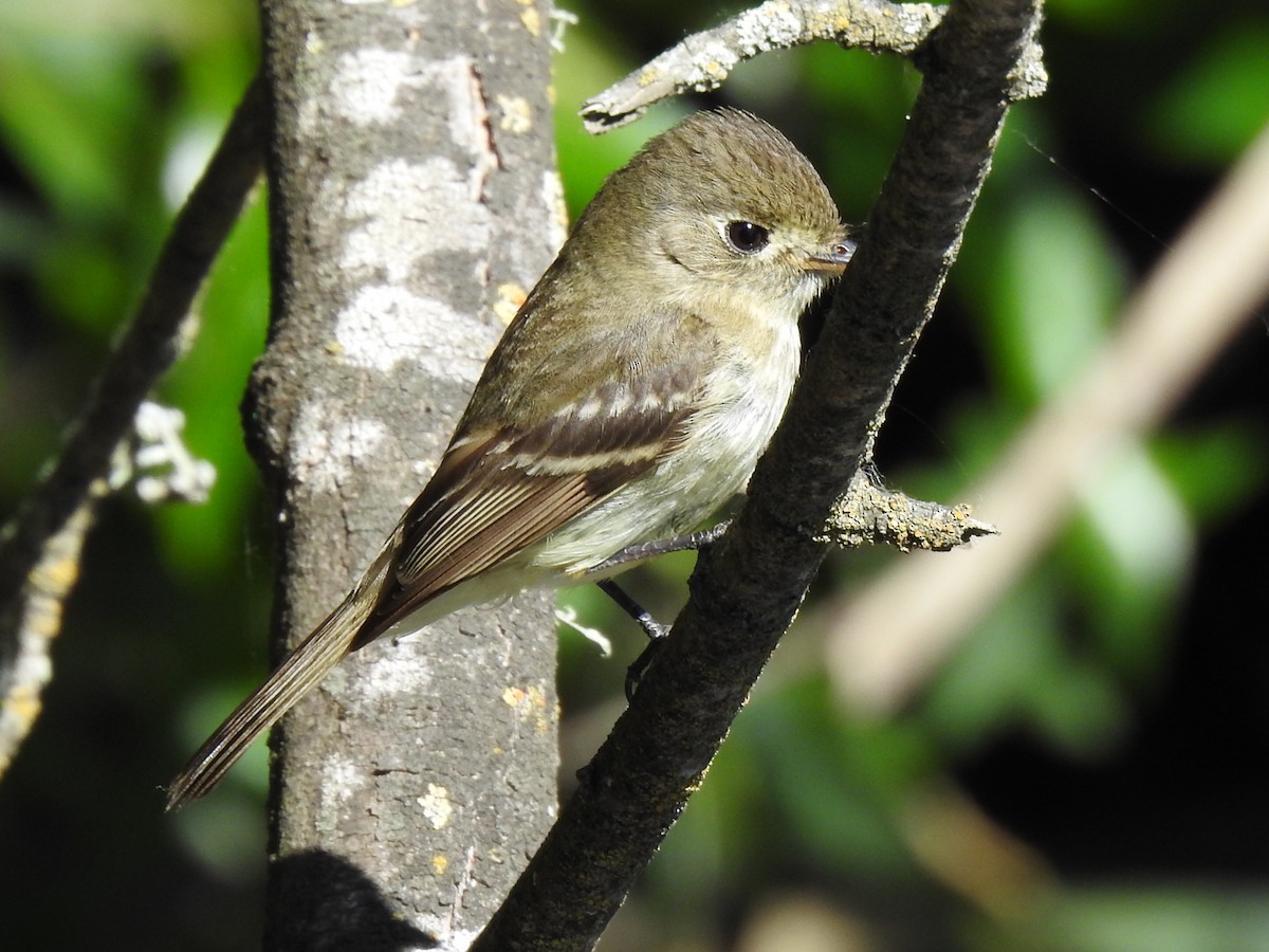 Western Flycatcher (Pacific-slope) - Randy Wardle