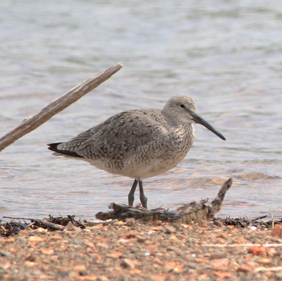 Willet - ML331936541