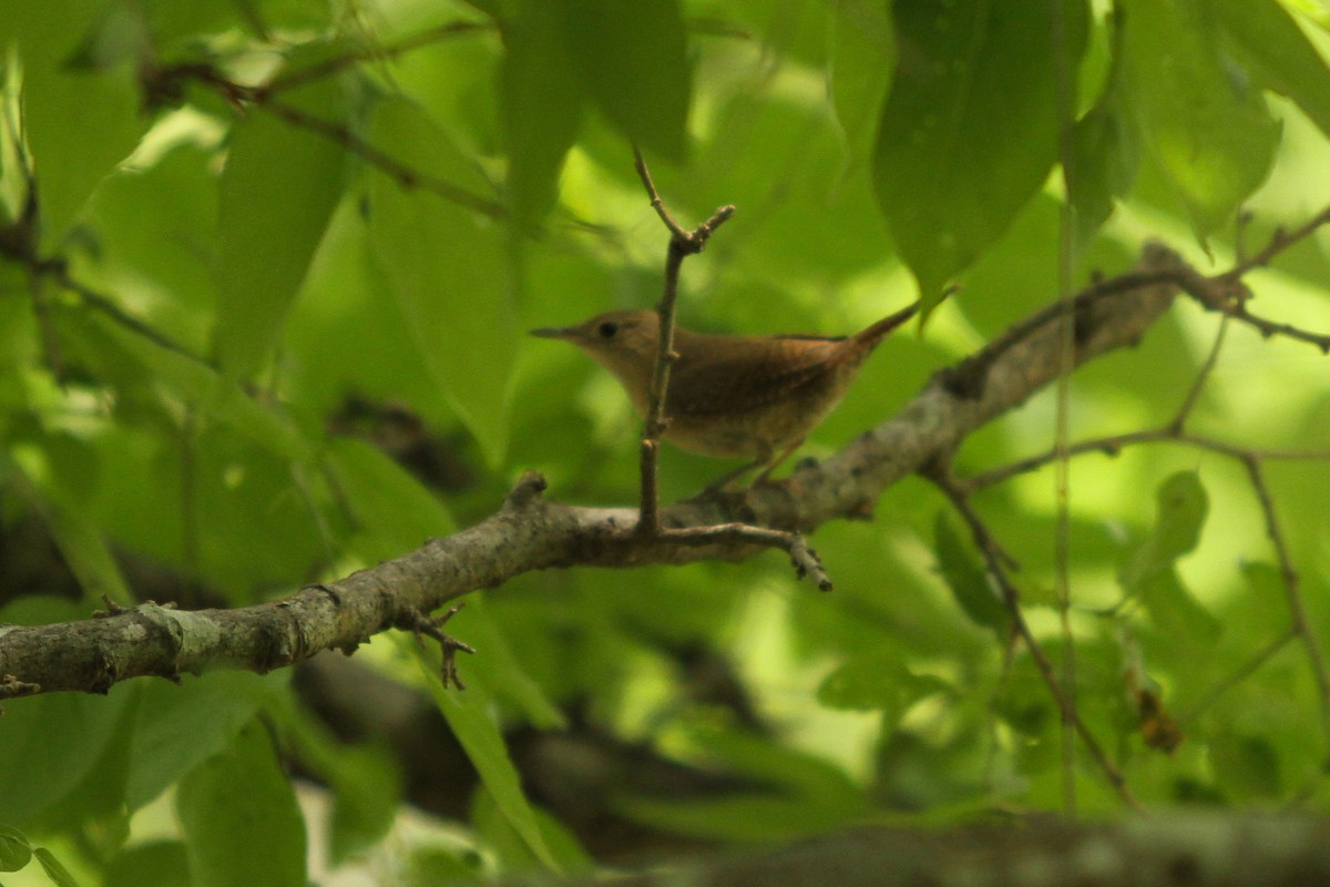 House Wren - ML331937991