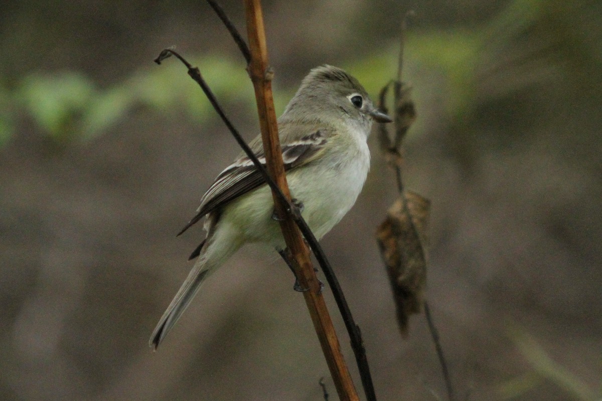 Least Flycatcher - Charles Vickers