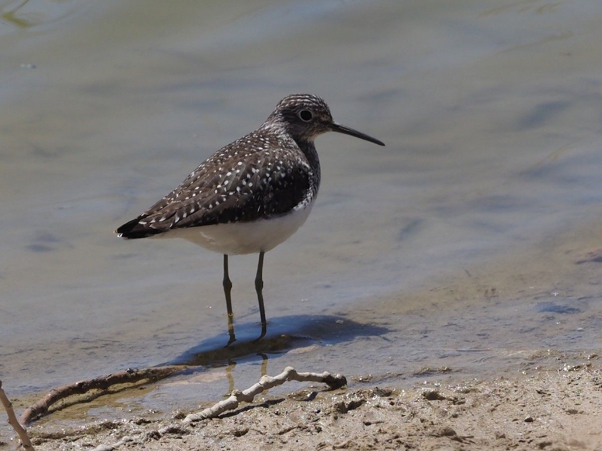 Solitary Sandpiper - ML331940921