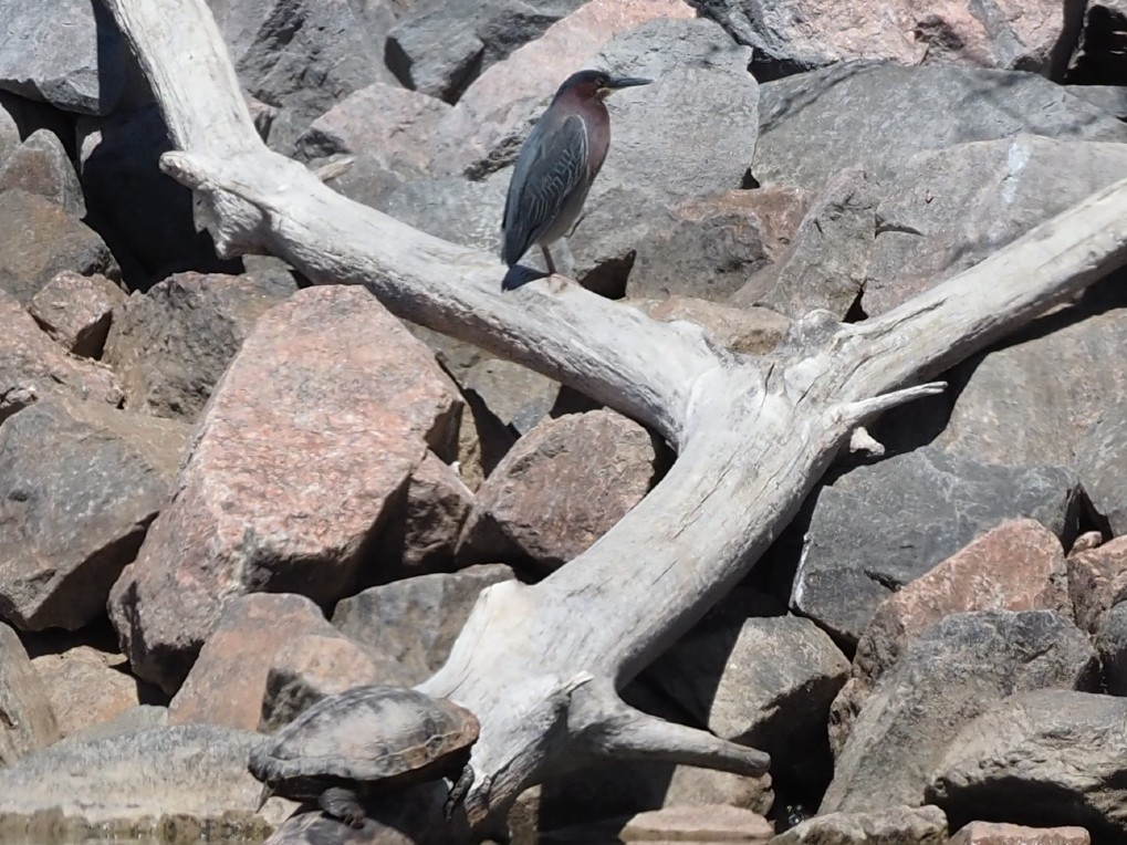 Green Heron - ML331941761