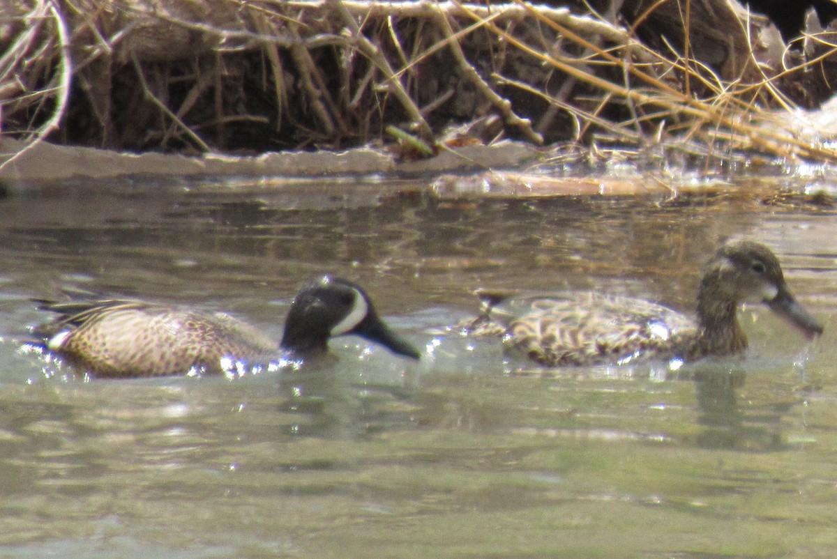 Blue-winged Teal - Anonymous