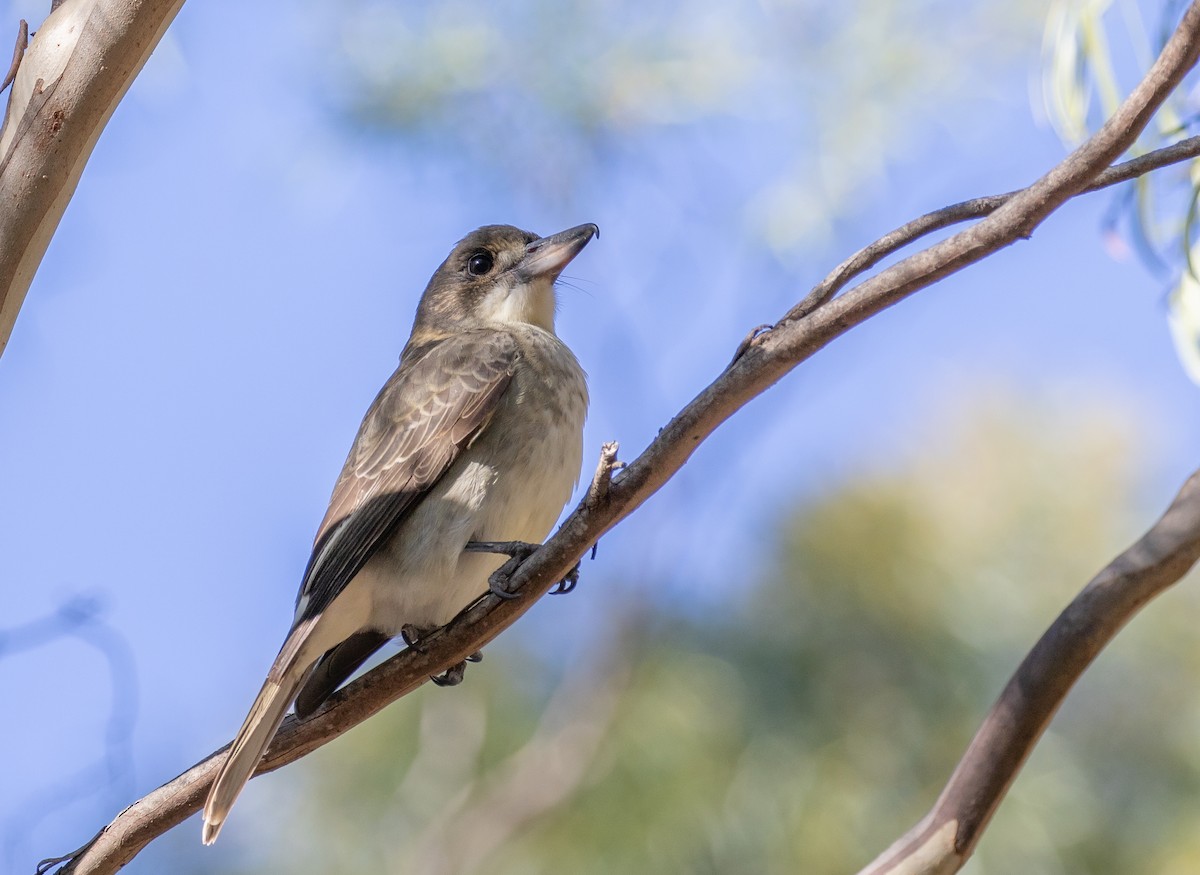 Gray Butcherbird - ML331945491