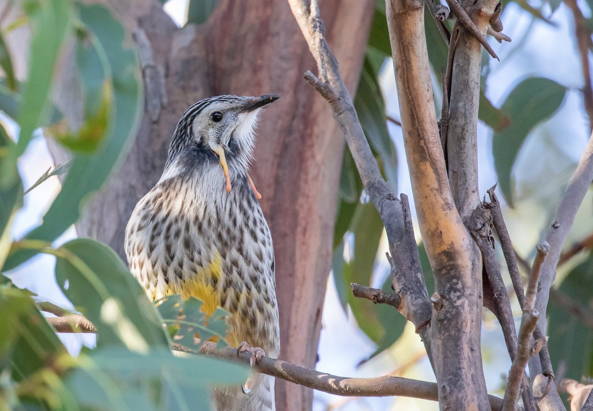 Yellow Wattlebird - ML331946031