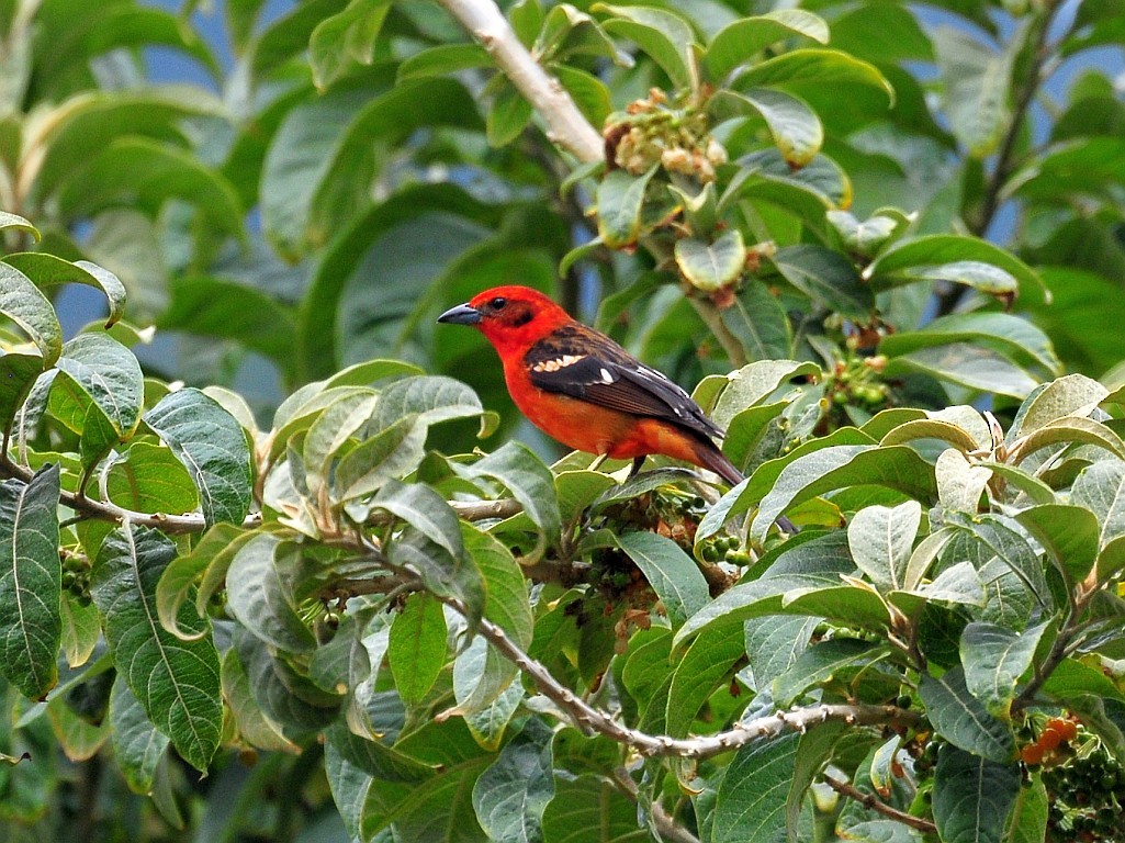 Flame-colored Tanager - Joel Trick