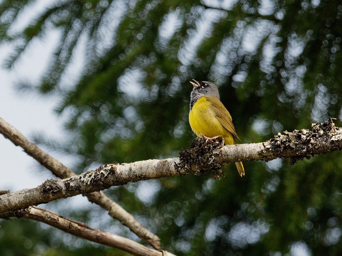 MacGillivray's Warbler - ML331949091