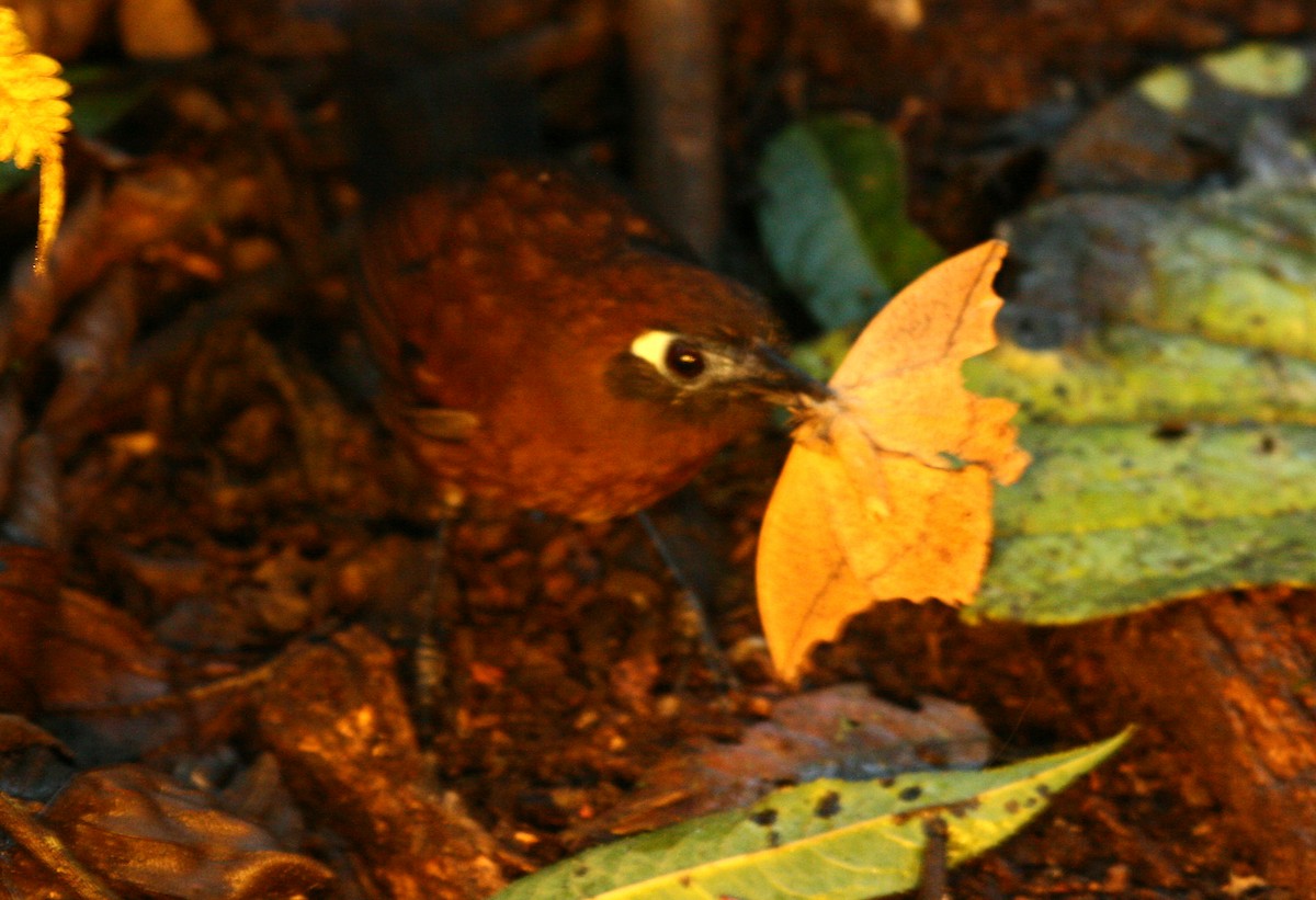 Zeledon's Antbird - ML33195021