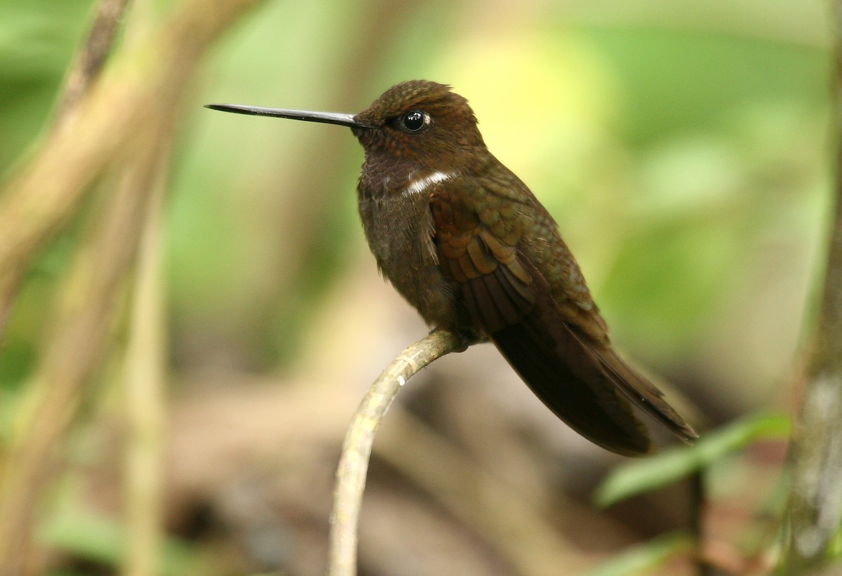 Brown Inca - Michael Woodruff