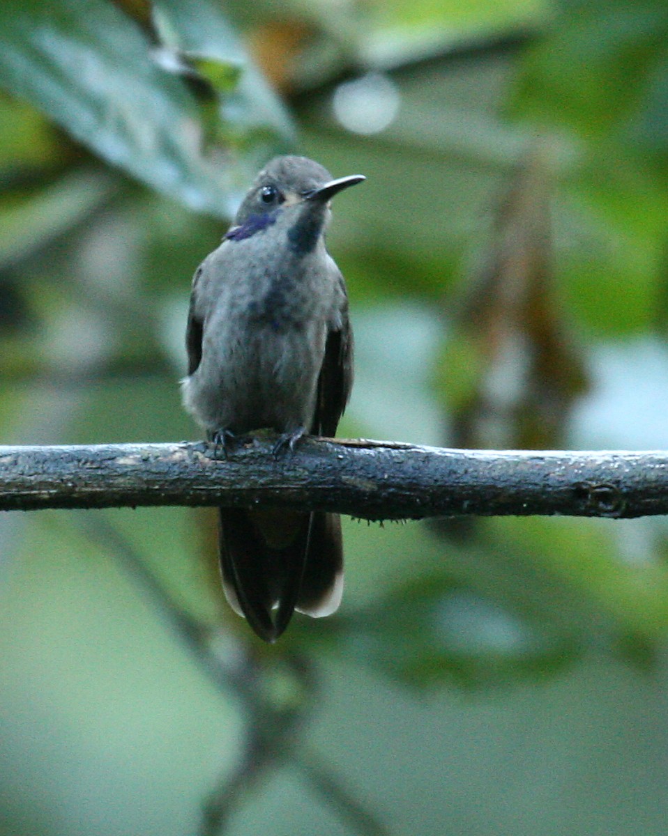 Brown Violetear - ML33195111