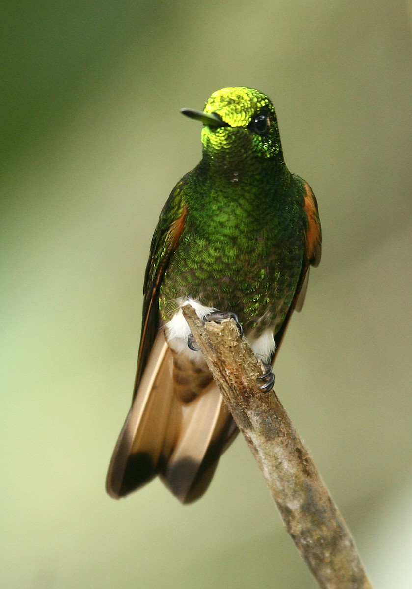 Buff-tailed Coronet - ML33195121