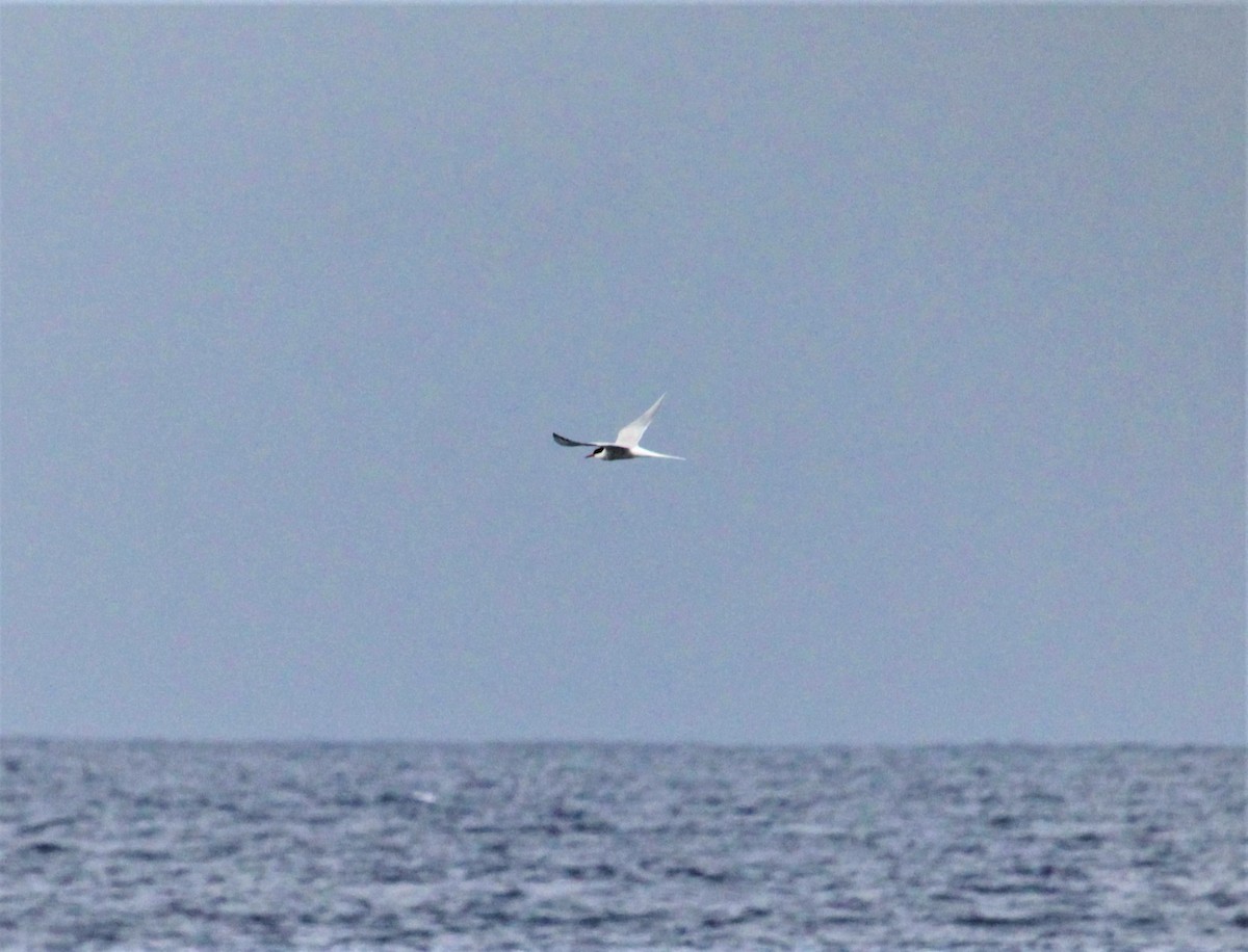 Arctic Tern - ML331951421