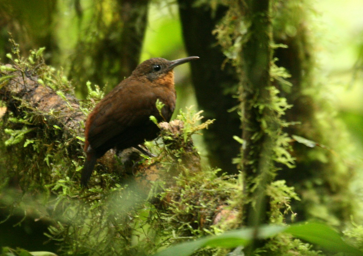 South American Leaftosser - ML33195171