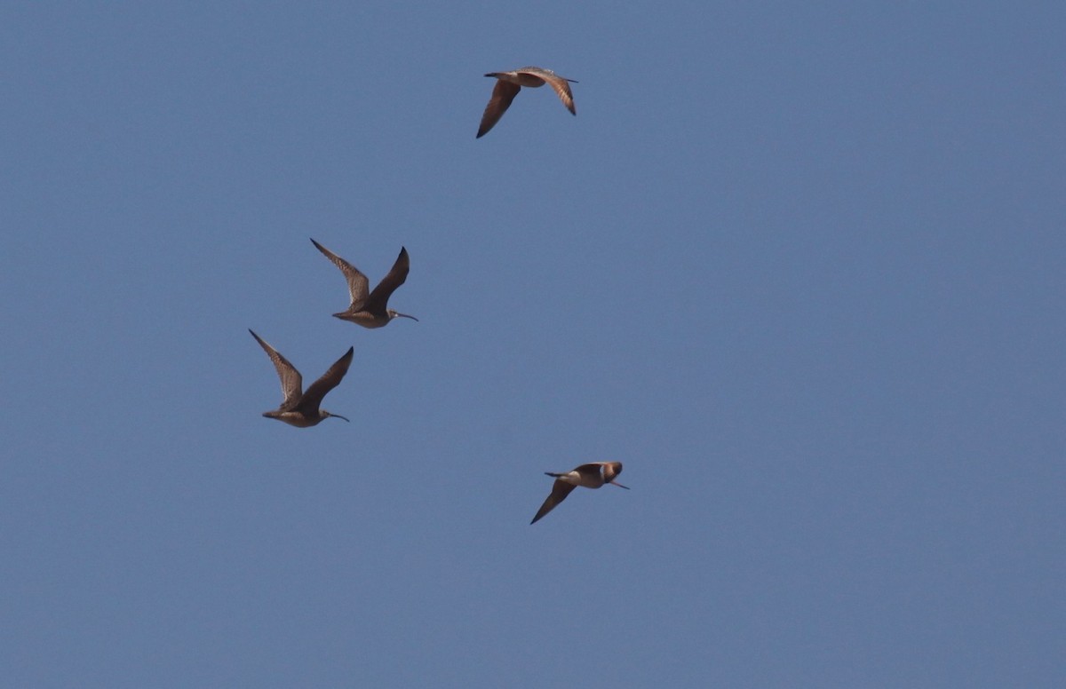 Whimbrel - Kendall Watkins