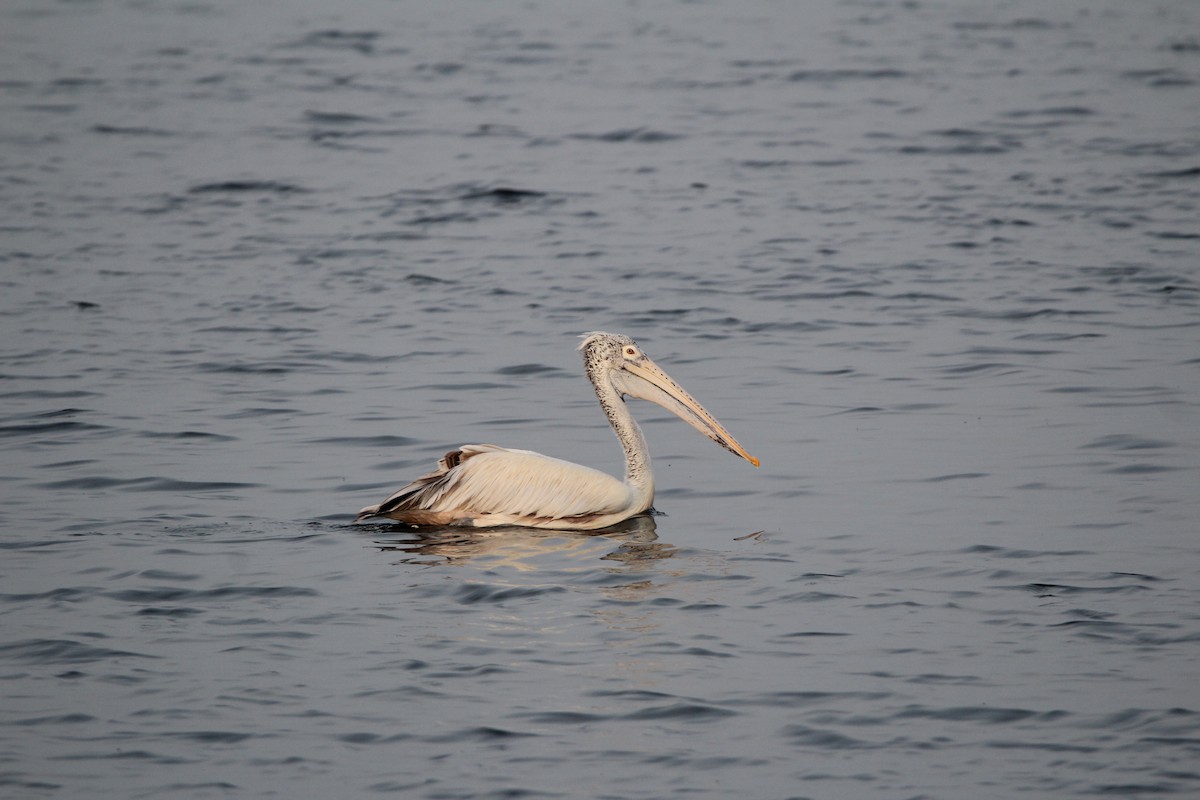 Spot-billed Pelican - ML331952821