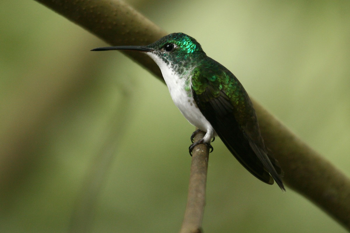 Andean Emerald - ML33195291