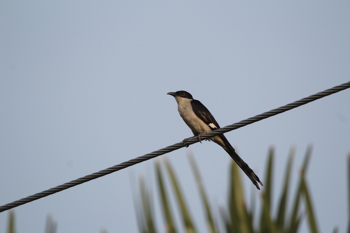 Pied Cuckoo - ML331953131