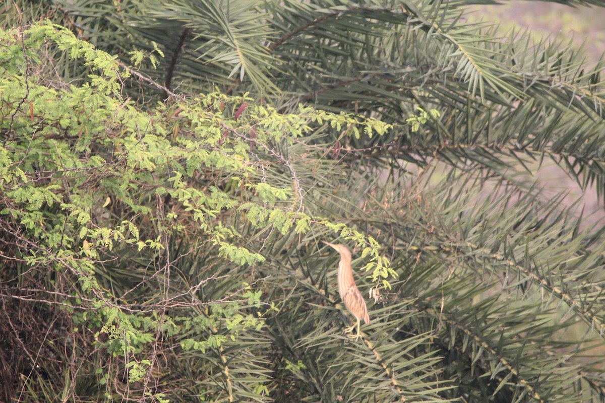 Yellow Bittern - ML331953191