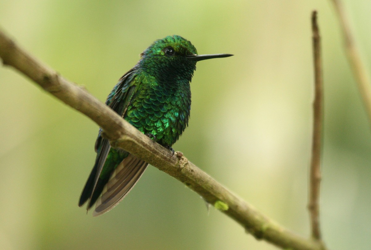 Western Emerald - Michael Woodruff