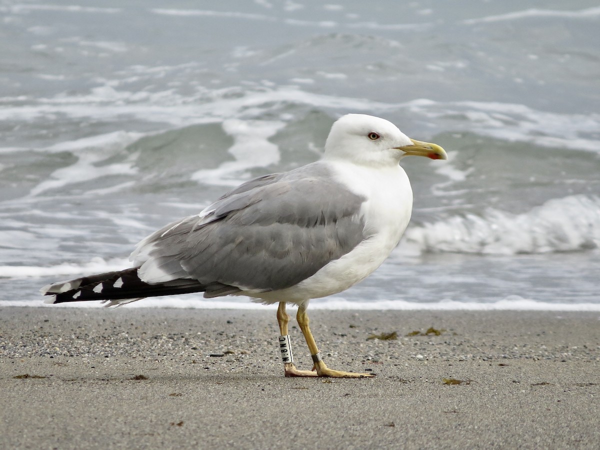 Yellow-legged Gull - ML331953731