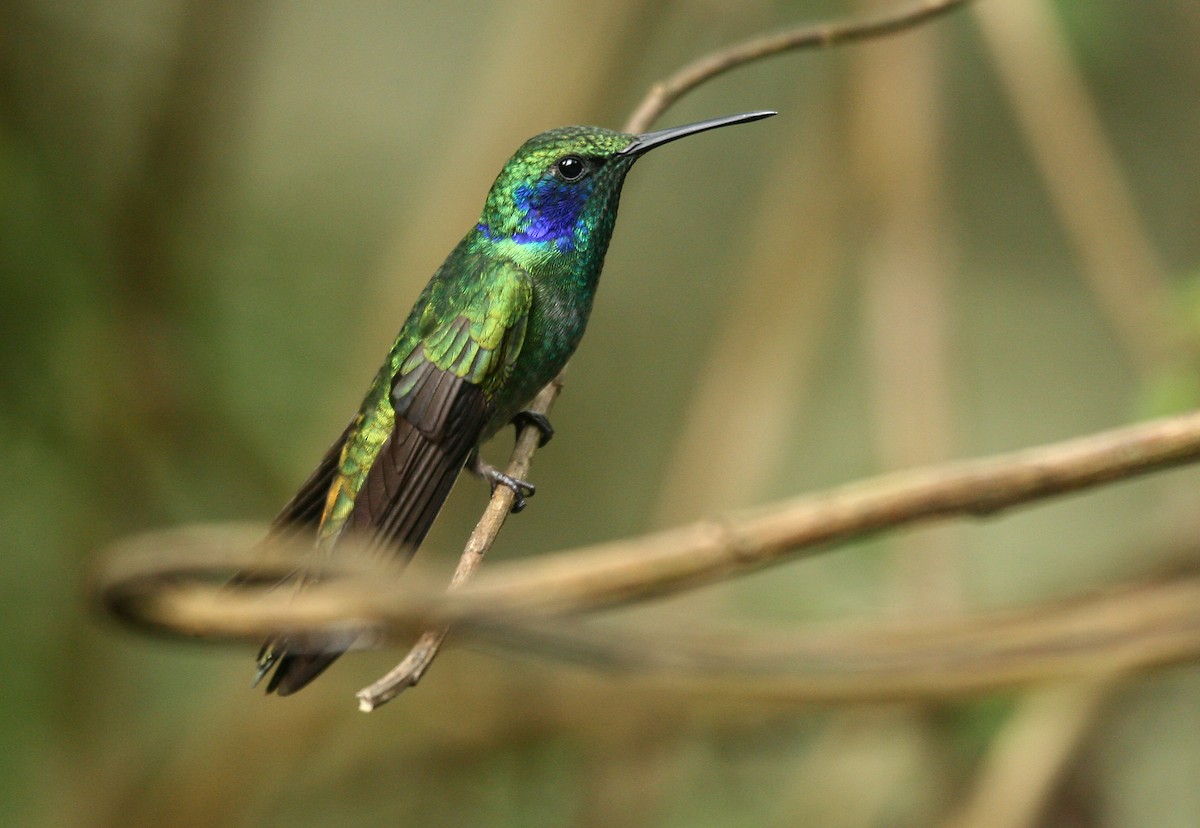 Lesser Violetear - Michael Woodruff