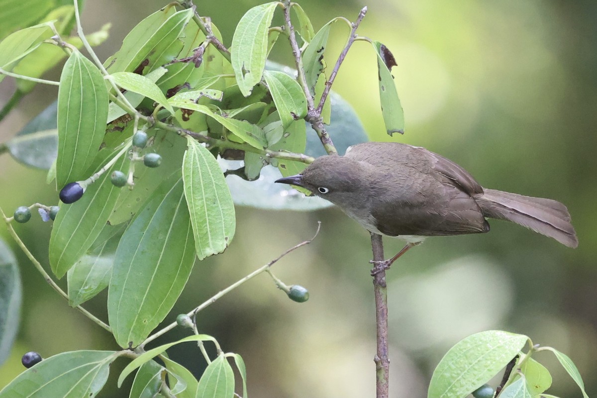 Bulbul aux yeux blancs - ML331954851