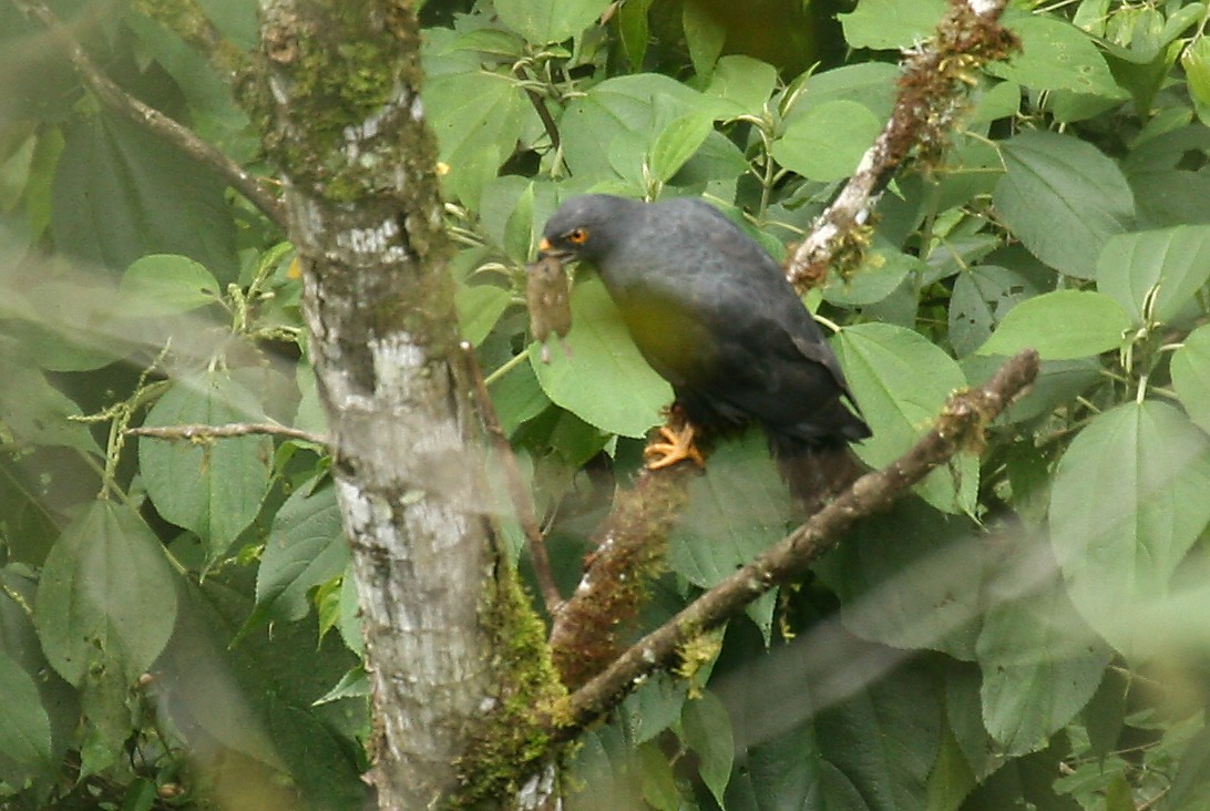 White-rumped Hawk - ML33195501