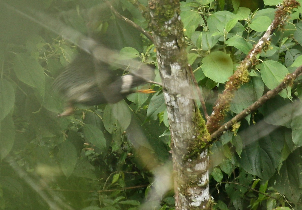 White-rumped Hawk - ML33195521