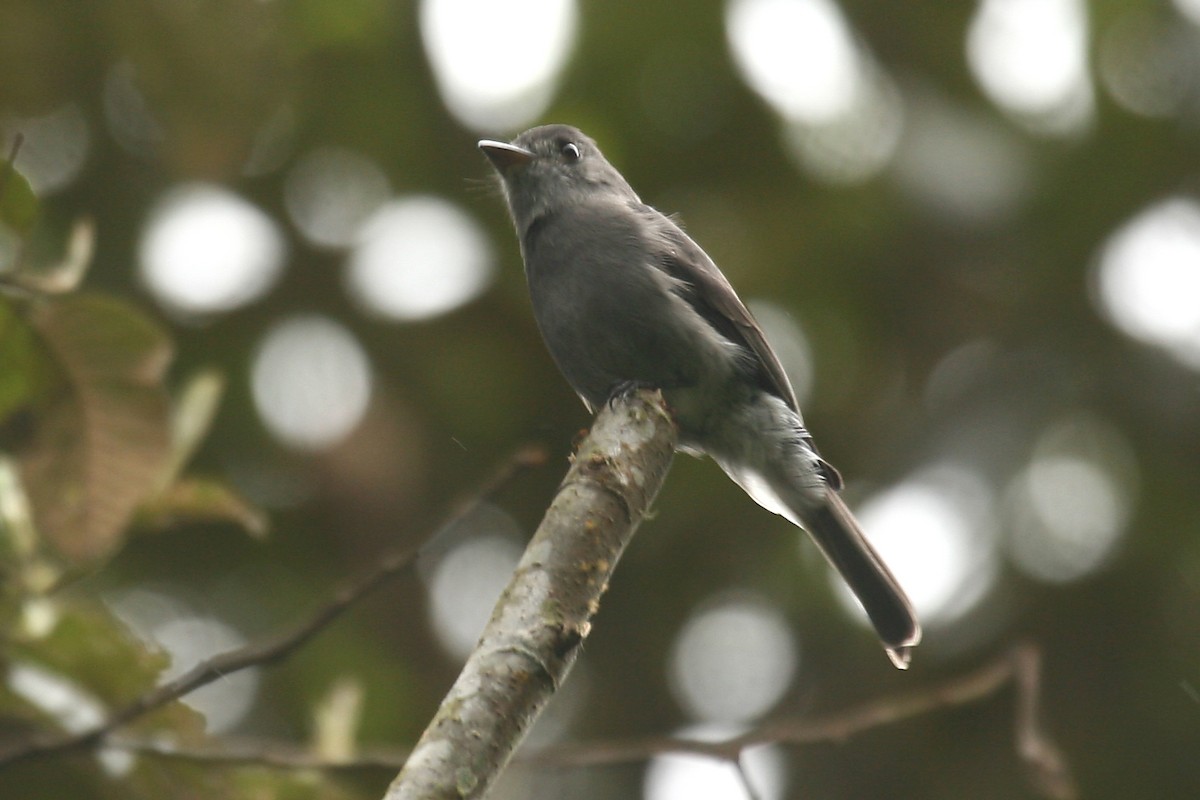 Smoke-colored Pewee - Michael Woodruff