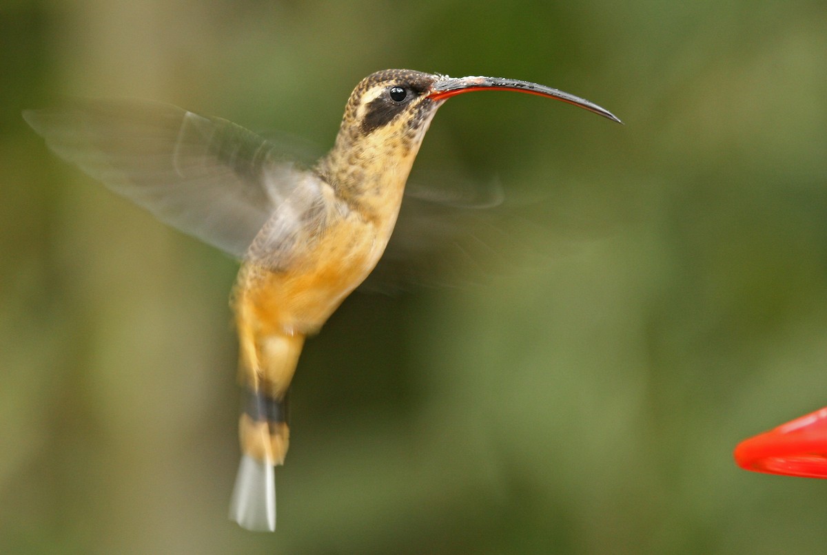 Tawny-bellied Hermit - ML33195561