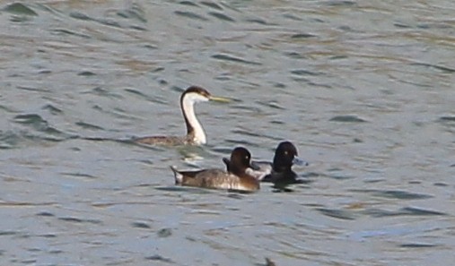 Western Grebe - ML331955641