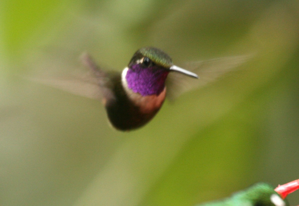 Purple-throated Woodstar - ML33195591