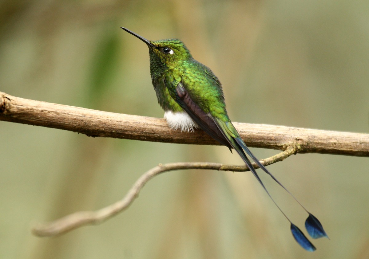 White-booted Racket-tail - Michael Woodruff