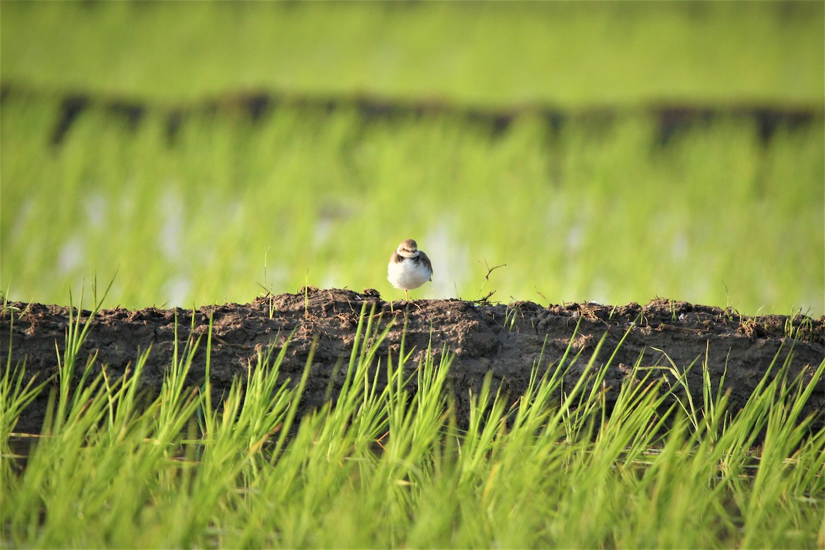 Kentish Plover - ML331957711