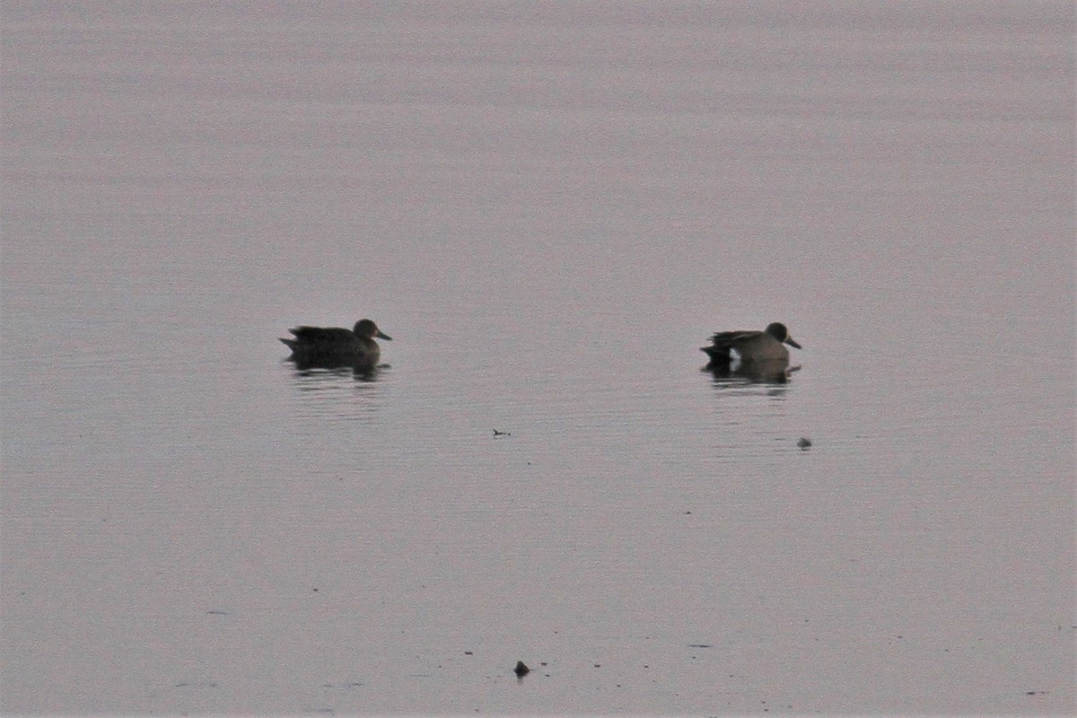 Blue-winged Teal - ML331958791
